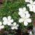 Dianthus deltoides white.jpg
